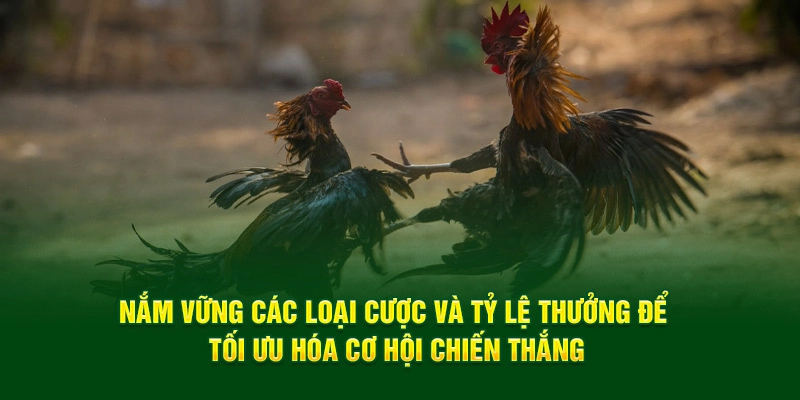 Nắm vững các loại cược và tỷ lệ thưởng để tối ưu hóa cơ hội chiến thắng