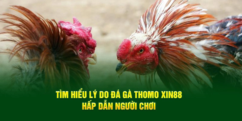 Tìm hiểu lý do đá gà Thomo Xin88 hấp dẫn người chơi